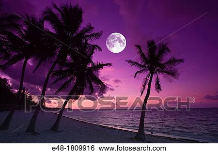 PALM TREES SMATHERS BEACH KEY WEST FLORIDA USA View Large Photo Image Stock Photograph - PALM TREES SMATHERS BEACH KEY WEST FLORIDA USA. Fotosearch