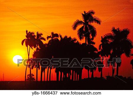 Stock Photo - Palm Trees. Fotosearch