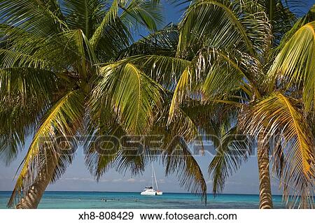 Palm trees with catamaran in background, Laughing Bird Caye National Park, World Heritage site, Belize View Large Photo Image Stock Photo - Palm trees with catamaran in background, Laughing Bird Caye National Park, World Heritage site, Belize. Fotosearch