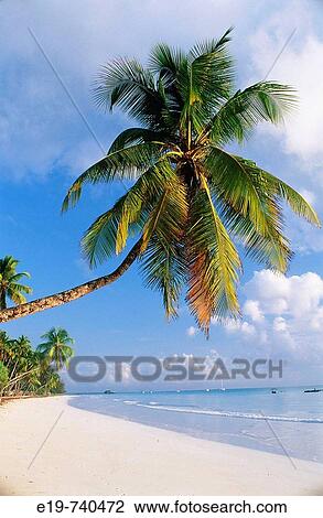 Stock Image - Palm trees, Zanzibar, Tanzania. Fotosearch