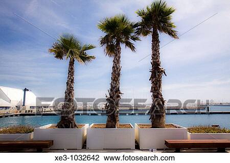Palmeras Dalton View Large Photo Image Stock Image - Palmeras Dalton. Fotosearch