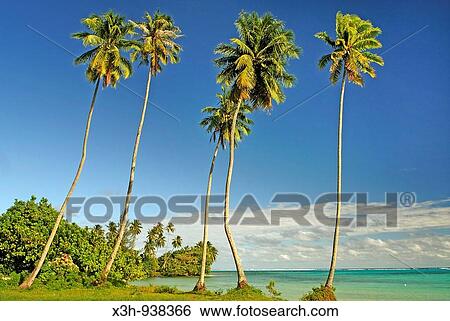 palmiers au bord du lagon, Moorea, iles de la Societe, archipel de la Polynesie francaise, ocean pacifique sud View Large Photo Image Stock Photograph - palmiers au bord du lagon, Moorea, iles de la Societe, archipel de la Polynesie francaise, ocean pacifique sud. Fotosearch