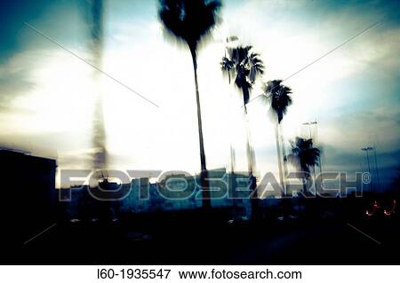 Palms in Jerez de la Frontera, Cadiz province, Andalusia, Spain View Large Photo Image Stock Photo - Palms in Jerez de la Frontera, Cadiz province, Andalusia, Spain. Fotosearch