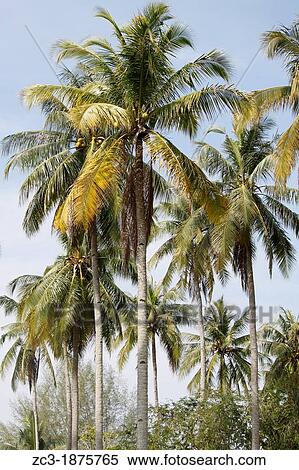 Palms, Langkawi, Kedah, Malaysia. View Large Photo Image Stock Photography - Palms, Langkawi, Kedah, Malaysia.. Fotosearch