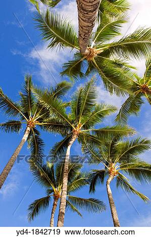 Palms, Waimea Bay Beach, North Shore, O`ahu, Hawaii, USA, View Large Photo Image Stock Photo - Palms, Waimea Bay Beach, North Shore, O`ahu, Hawaii, USA,. Fotosearch