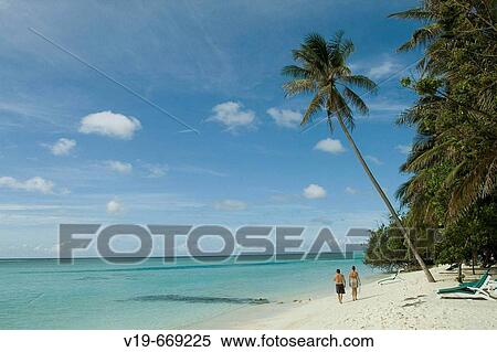 Stock Photography - Palmtree on Island, Maldives, Indian Ocean. Fotosearch