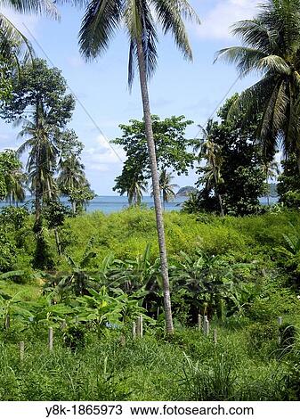 Palmtrees and banana trees with a sea view in Ko Chang island, Thailand View Large Photo Image Stock Image - Palmtrees and banana trees with a sea view in Ko Chang island, Thailand. Fotosearch