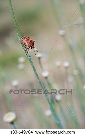 Palomena (Palomena prasina) View Large Photo Image Picture - Palomena (Palomena prasina). Fotosearch