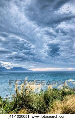 Pampas grass blowing in strong wind, NW storm clouds overhead, Kaikoura, New Zealand. View Large Photo Image Stock Image - Pampas grass blowing in strong wind, NW storm clouds overhead, Kaikoura, New Zealand.. Fotosearch
