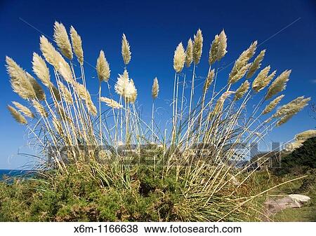 Stock Photo - Pampas grass Cortaderia selloana flowers. Fotosearch