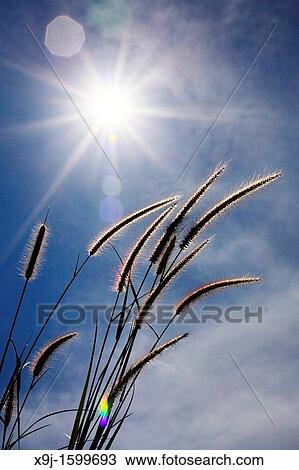 pampas grass of Borneo, borneo View Large Photo Image Stock Image - pampas grass of Borneo, borneo. Fotosearch