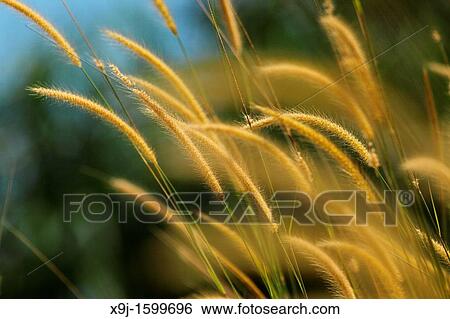 Stock Photograph - pampas grass of Borneo, borneo. Fotosearch