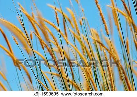 Stock Photography - pampas grass of Borneo, borneo. Fotosearch