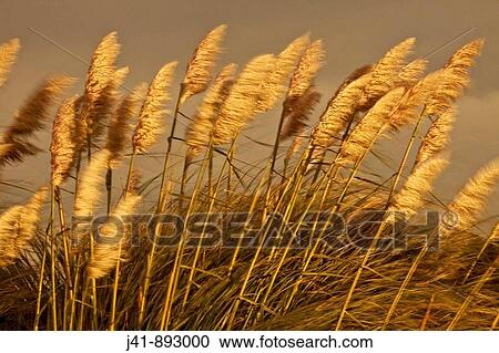 Pampas grasses blowing in wind at dusk, Banks Peninsula, Canterbury, New Zealand View Large Photo Image Stock Image - Pampas grasses blowing in wind at dusk, Banks Peninsula, Canterbury, New Zealand. Fotosearch