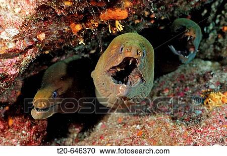 Panamic green moray eel, Gymnothorax castaneus, Mexico, Sea of Cortez, Baja California, La Paz View Large Photo Image Stock Image - Panamic green moray eel, Gymnothorax castaneus, Mexico, Sea of Cortez, Baja California, La Paz. Fotosearch