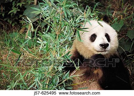Stock Photography - Panda bear in captivity at the panda reserve in Sechuan, province of China.. Fotosearch