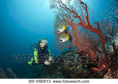 Panda Butterflyfish and Scuba Diver, Chaetodon adiergastos, Raja Ampat, West Papua, Indonesia View Large Photo Image Stock Image - Panda Butterflyfish and Scuba Diver, Chaetodon adiergastos, Raja Ampat, West Papua, Indonesia. Fotosearch