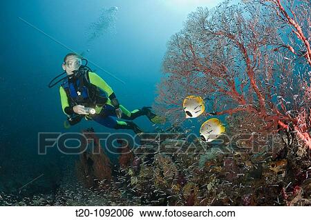 Panda Butterflyfish and Scuba Diver, Chaetodon adiergastos, Raja Ampat, West Papua, Indonesia View Large Photo Image Stock Photograph - Panda Butterflyfish and Scuba Diver, Chaetodon adiergastos, Raja Ampat, West Papua, Indonesia. Fotosearch