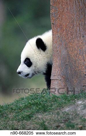 Panda View Large Photo Image Stock Photography - Panda. Fotosearch