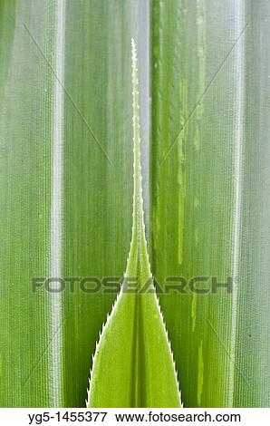 Pandanus or Screw Pine, Pandanus dubius, leaf shoot View Large Photo Image Stock Photo - Pandanus or Screw Pine, Pandanus dubius, leaf shoot. Fotosearch