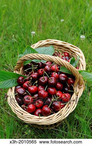 Stock Photography - panier de cerises, departement Eure et Loir, region Centre, France, Europe/basket of cherries, Eure et Loir department, region Centre, France, Europe.. Fotosearch
