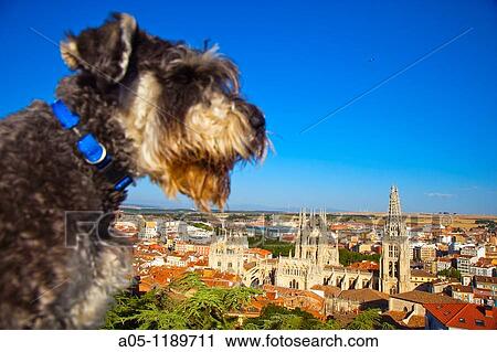 Panoramic view with the cathedral. Burgos. Castilla-Leon. Spain. View Large Photo Image Stock Image - Panoramic view with the cathedral. Burgos. Castilla-Leon. Spain.. Fotosearch