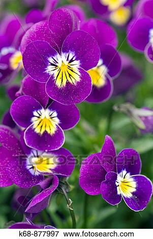 pansies in garden View Large Photo Image Stock Photo - pansies in garden. Fotosearch