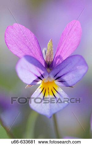 Stock Image - Pansies (Viola tricolor). Sm? land. Sweden. Fotosearch