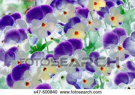 Pansies. Viola x wittrockiana. Maryland, USA View Large Photo Image Stock Image - Pansies. Viola x wittrockiana. Maryland, USA. Fotosearch