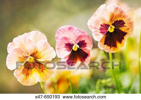 Pansy Flower Trio. Viola x wittrockiana. April 2007. Maryland, USA. View Large Photo Image Stock Image - Pansy Flower Trio. Viola x wittrockiana. April 2007. Maryland, USA.. Fotosearch