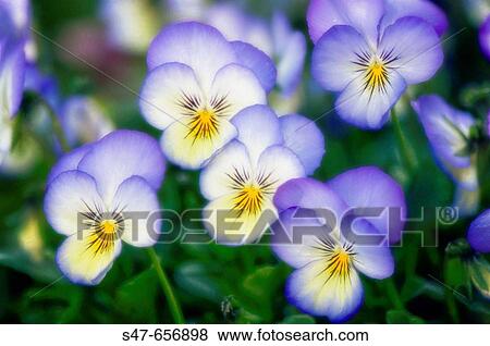 Pansy Flowers. Viola x wittrockiana. May 2007, Maryland, USA View Large Photo Image Stock Photo - Pansy Flowers. Viola x wittrockiana. May 2007, Maryland, USA. Fotosearch