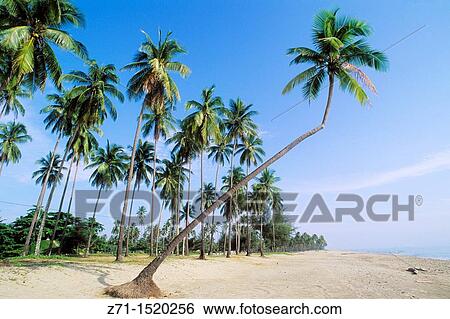 Pantai Irama beach, Kota Bharu, Kelantan, Malaysia View Large Photo Image Stock Photograph - Pantai Irama beach, Kota Bharu, Kelantan, Malaysia. Fotosearch