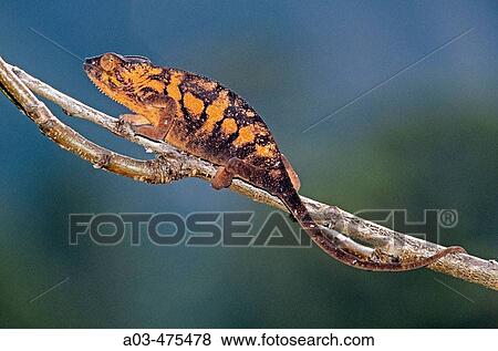 Panther Chameleon, Chamaeleo pardalis, Madagascar View Large Photo Image Stock Photo - Panther Chameleon, Chamaeleo pardalis, Madagascar. Fotosearch