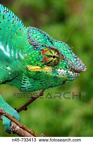 Panther Chameleon (Furcifer pardalis), male View Large Photo Image Stock Image - Panther Chameleon (Furcifer pardalis), male. Fotosearch