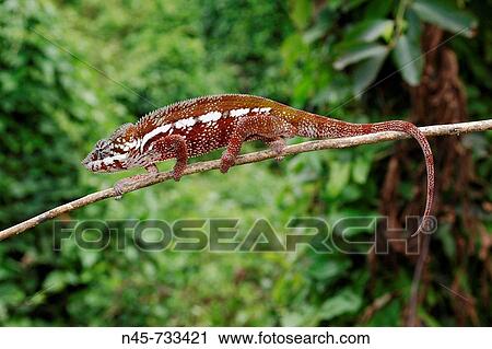 Stock Image - Panther Chameleon (Furcifer pardalis), male. Fotosearch