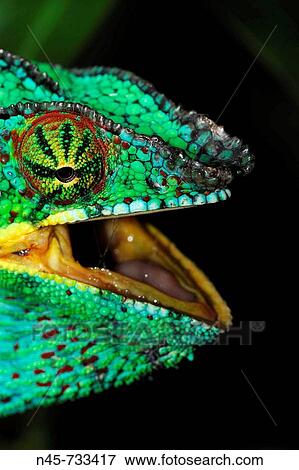 Panther Chameleon (Furcifer pardalis), male View Large Photo Image Stock Photo - Panther Chameleon (Furcifer pardalis), male. Fotosearch