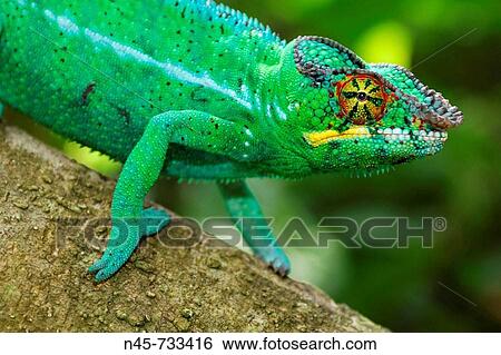 Panther Chameleon (Furcifer pardalis), male View Large Photo Image Stock Photograph - Panther Chameleon (Furcifer pardalis), male. Fotosearch