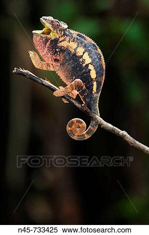 Panther Chameleon (Furcifer pardalis), female View Large Photo Image Stock Photography - Panther Chameleon (Furcifer pardalis), female. Fotosearch