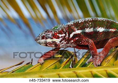 Panther Chameleon Male View Large Photo Image Stock Photo - Panther Chameleon Male. Fotosearch