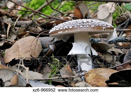 Panther mushroom, amanita pantherina, very toxic View Large Photo Image Stock Image - Panther mushroom, amanita pantherina, very toxic. Fotosearch