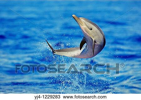 Stock Image - pantropical spotted dolphin calf, Stenella attenuata, leaping, Kona Coast, Big Island, Hawaii, USA, Pacific Ocean. Fotosearch