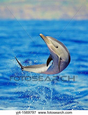 pantropical spotted dolphin calf, Stenella attenuata, leaping, Kona Coast, Big Island, Hawaii, USA, Pacific Ocean View Large Photo Image Stock Photo - pantropical spotted dolphin calf, Stenella attenuata, leaping, Kona Coast, Big Island, Hawaii, USA, Pacific Ocean. Fotosearch