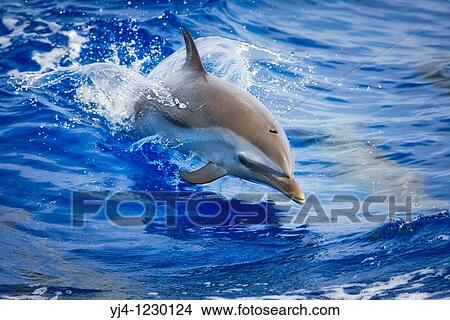 pantropical spotted dolphin, Stenella attenuata, baby jumping, Kona Coast, Big Island, Hawaii, USA, Pacific Ocean View Large Photo Image Picture - pantropical spotted dolphin, Stenella attenuata, baby jumping, Kona Coast, Big Island, Hawaii, USA, Pacific Ocean. Fotosearch