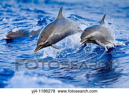 pantropical spotted dolphins, Stenella attenuata, jumping out of boat wake, Kona Coast, Big Island, Hawaii, USA, Pacific Ocean View Large Photo Image Stock Photo - pantropical spotted dolphins, Stenella attenuata, jumping out of boat wake, Kona Coast, Big Island, Hawaii, USA, Pacific Ocean. Fotosearch