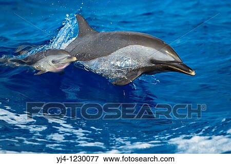 pantropical spotted dolphins, Stenella attenuata, mother and calf, jumping out of boat wake, Kona Coast, Big Island, Hawaii, USA, Pacific Ocean View Large Photo Image Stock Photo - pantropical spotted dolphins, Stenella attenuata, mother and calf, jumping out of boat wake, Kona Coast, Big Island, Hawaii, USA, Pacific Ocean. Fotosearch