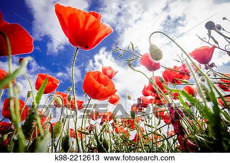 Papaver rhoeas, amapola silvestre, Porreres, Mallorca, islas baleares, Spain. View Large Photo Image Stock Image - Papaver rhoeas, amapola silvestre, Porreres, Mallorca, islas baleares, Spain.. Fotosearch