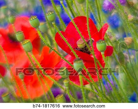 papaver, vallorcine, haute savoie, france View Large Photo Image Stock Photograph - papaver, vallorcine, haute savoie, france. Fotosearch