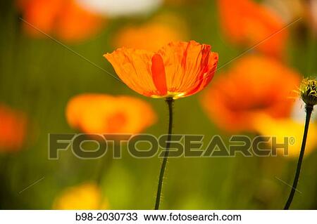 Papaveraceae flowers or? poppy?? flowers are backlit in Pasadena, California. 1015 View Large Photo Image Stock Image - Papaveraceae flowers or? poppy?? flowers are backlit in Pasadena, California. 1015. Fotosearch