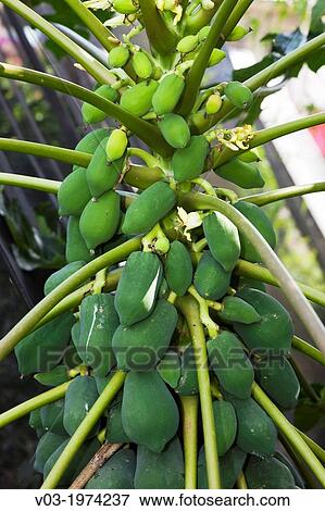 Stock Photo - Papaya plant at San Rafael, Veracruz, Mexico. Fotosearch