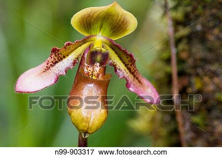 Paphiopedilum hookraei var volanteanum orchid cloud forest Kinabalu National Park Sabah Borneo Malaysia View Large Photo Image Stock Photo - Paphiopedilum hookraei var volanteanum orchid cloud forest Kinabalu National Park Sabah Borneo Malaysia. Fotosearch